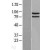 Western Blot: Hsp90A Lysate [NBL1-11743] - Western Blot experiments.  Left-Control; Right -Over-expression Lysate for HSP90AA1.